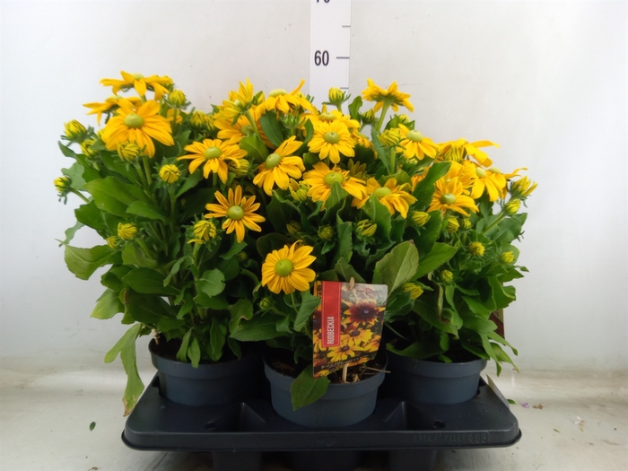 <h4>Rudbeckia   ...</h4>