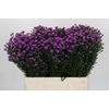 Aster Baby Pink