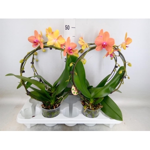 Phalaenopsis   ...