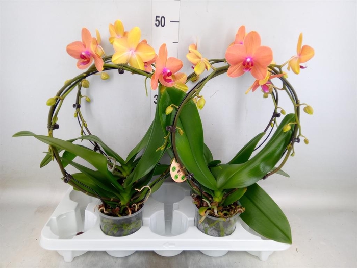 <h4>Phalaenopsis ...</h4>