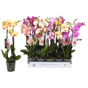 Phalaenopsis 6 color mix, 2,5-spike 18+