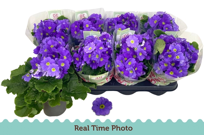 <h4>PRIM OB TM D BLUE</h4>