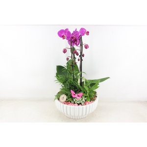 arr2 PL - Ker. schaal mare Phal Lila