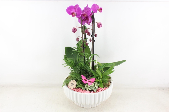 <h4>arr2 PL - Ker. schaal mare Phal Lila</h4>