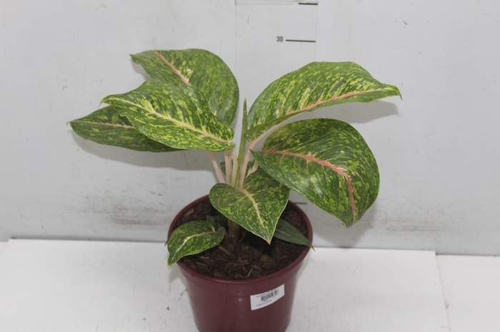 <h4>AGLAONEMA BIG PAPA P17</h4>