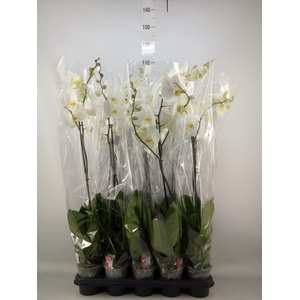 Phalaenopsis   ...white