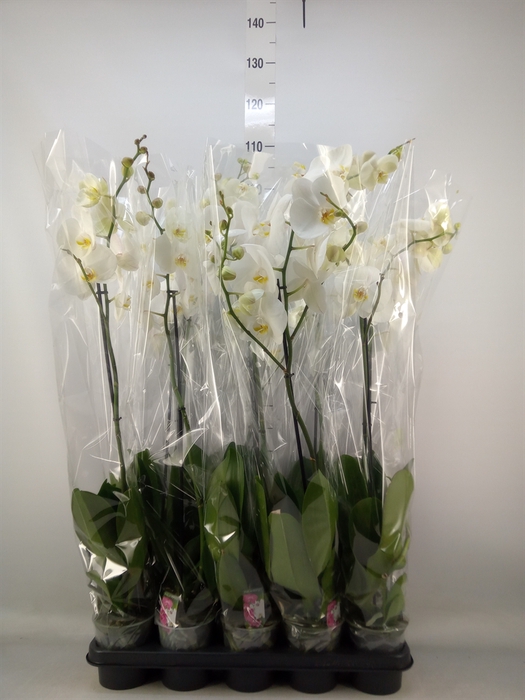<h4>Phalaenopsis   ...white</h4>