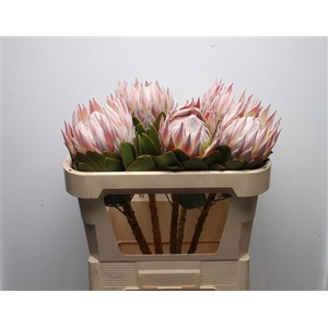 Protea Cynaroides Grande