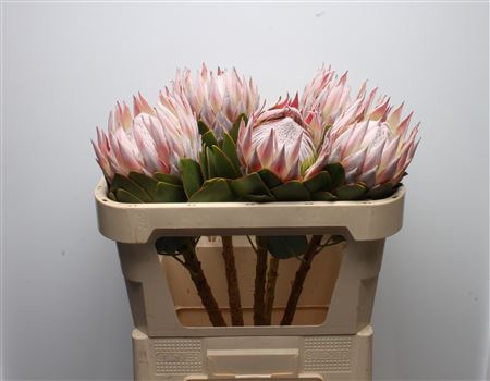 <h4>Protea Cynaroides Grande</h4>