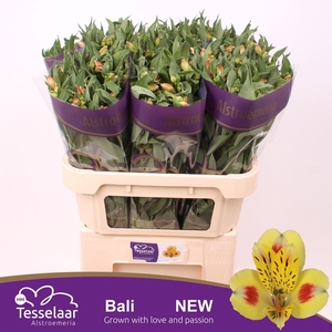 ALSTR BALI XL (alton 10)