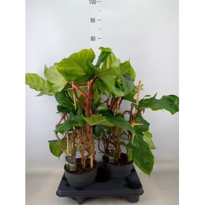 Philodendron squamiferum