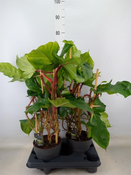 <h4>Philodendron squamiferum</h4>