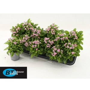 MYOS SY MON AMI PINK