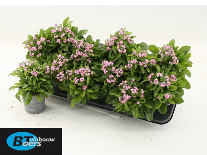 <h4>MYOS SY MON AMI PINK</h4>