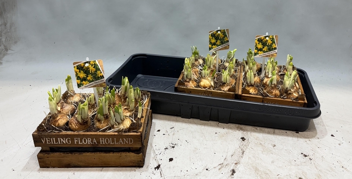 <h4>ARR N TETE A TETE</h4>