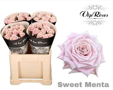 <h4>R Kl Sweet Menta</h4>