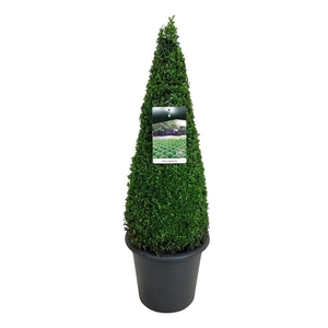 Buxus sempervirens