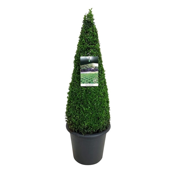 <h4>Buxus sempervirens</h4>