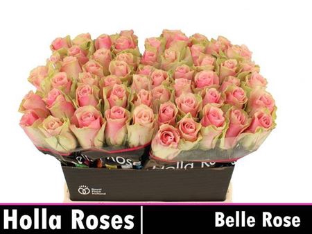 <h4>R Gr Belle Rose</h4>