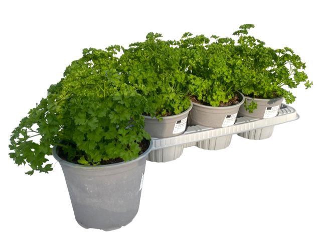 <h4>Petroselium crispum</h4>