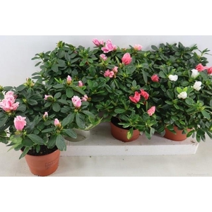 RHODO SI VOGEL GEM
