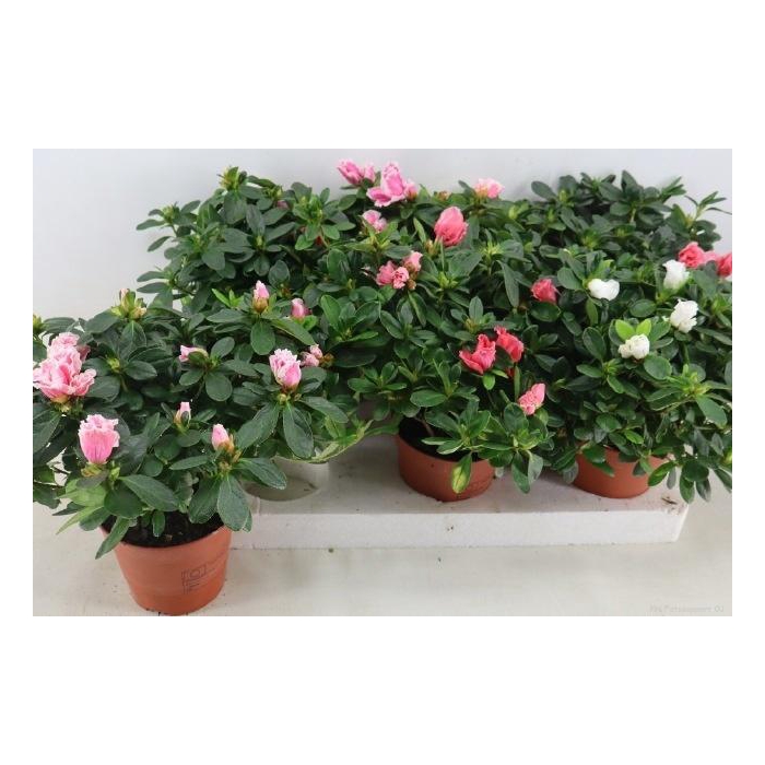 <h4>RHODO SI VOGEL GEM</h4>
