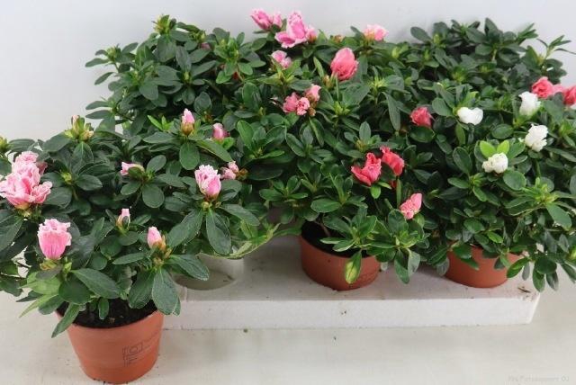 RHODO SI VOGEL GEM