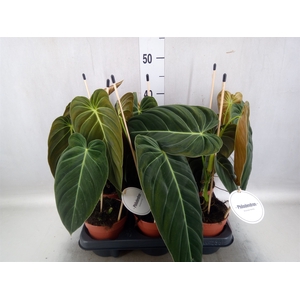 Philodendron melanochrysum