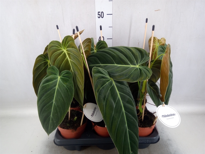 <h4>Philodendron melanochrysum</h4>