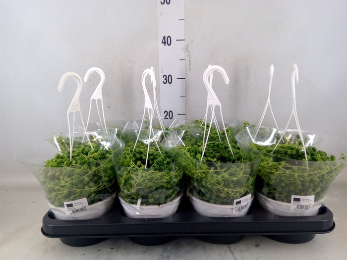 <h4>Pilea peperomioides</h4>