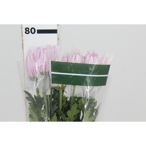 ANASTASIA ROSE 080 CM LILAS