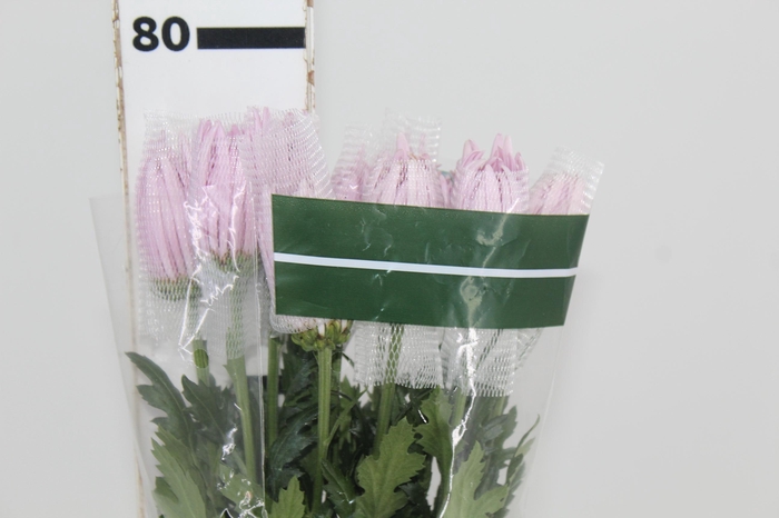 <h4>ANASTASIA ROSE 080 CM LILAS</h4>