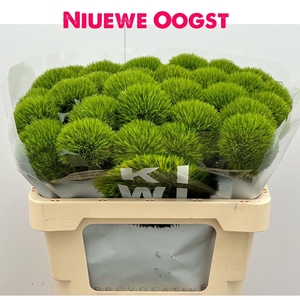 Di Barbatus Kiwi Mellow Komt Goed