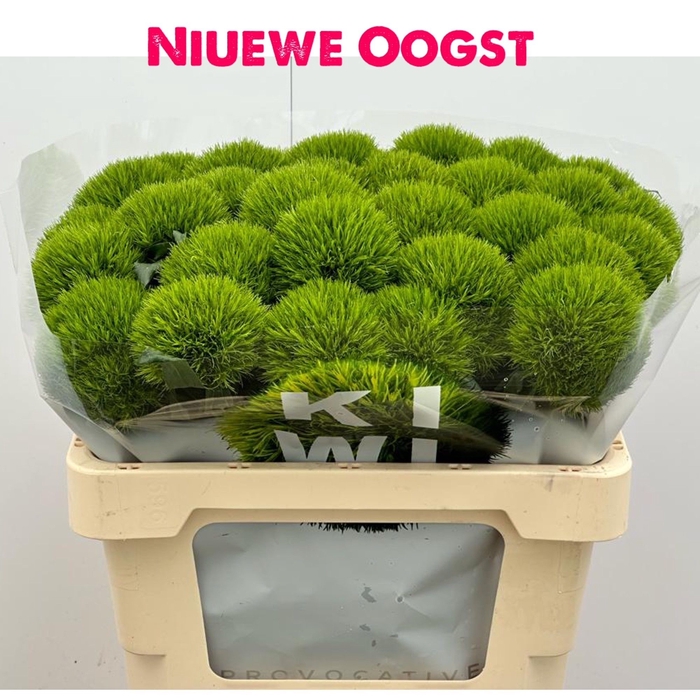 <h4>Di Barbatus Kiwi Mellow Komt Goed</h4>