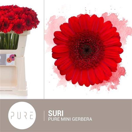 <h4>Ge Mi Suri</h4>