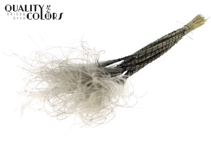 <h4>Stypha Penata 10 tufts per bunch Grey</h4>