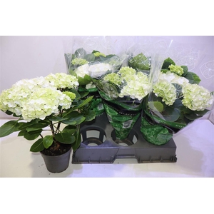 arr8 Hydr M Merlin White