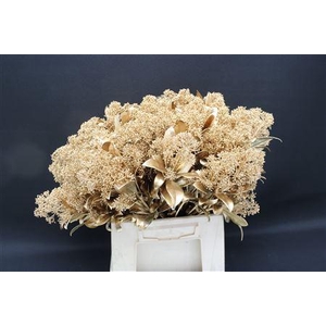 Skimmia Antiek Goud