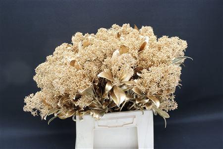 <h4>Skimmia Antiek Goud</h4>