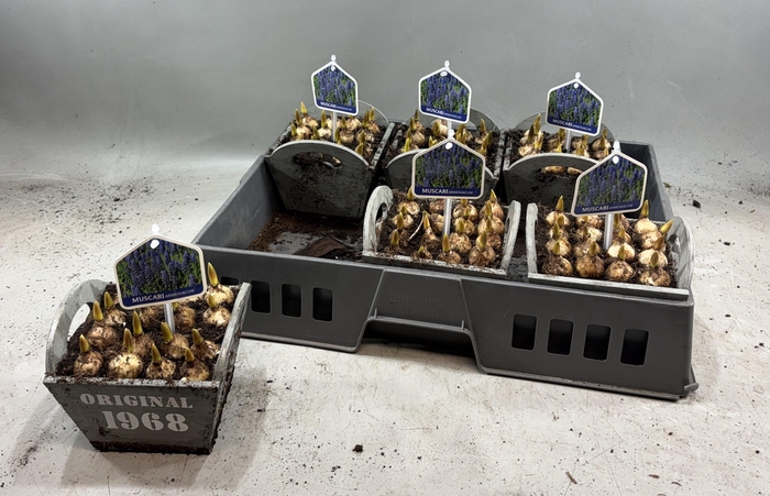 <h4>ARR MUSCARI</h4>