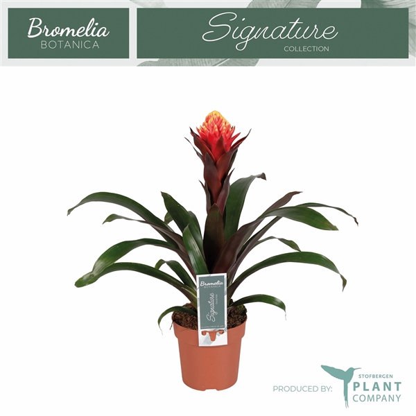 <h4>Guzmania 'Happyness'</h4>