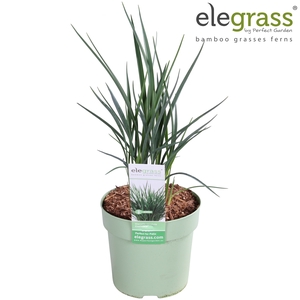 Dianella 'Coolvista' P14 - Elegrass