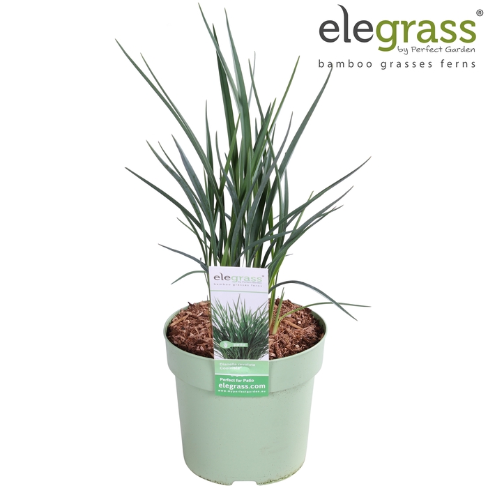 <h4>Dianella 'Coolvista' P14 - Elegrass</h4>