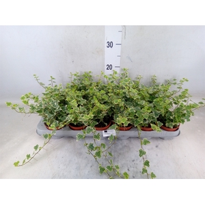 Hedera helix 'White Wonder'