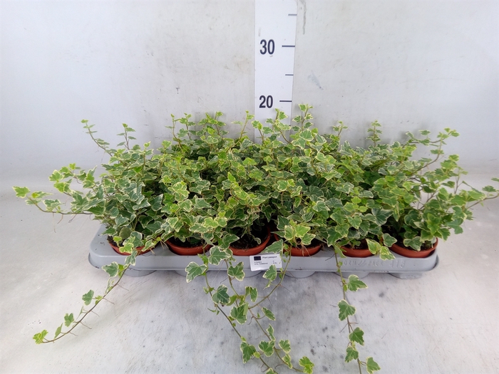 <h4>Hedera helix 'White Wonder'</h4>