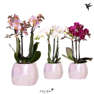 Kolibri Orchids Phalaenopsis mix 3 spike mix in Pearl pot pink