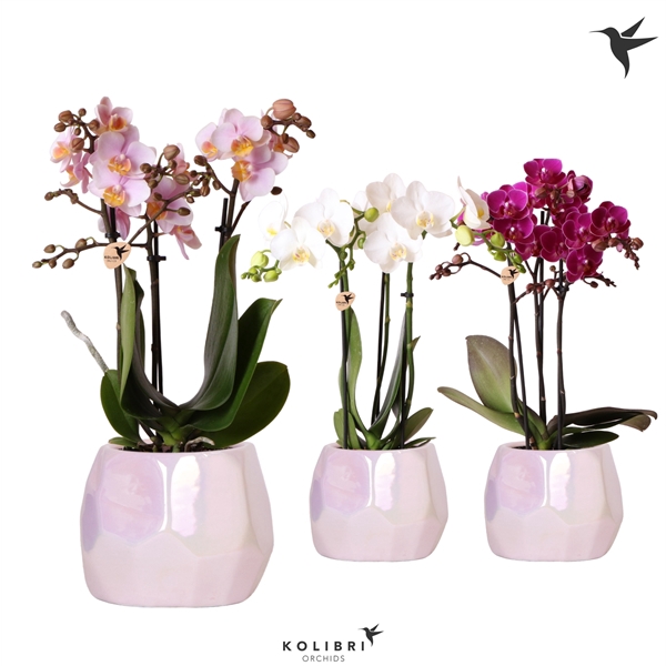 <h4>Kolibri Orchids Phalaenopsis mix 3 spike mix in Pearl pot pink</h4>