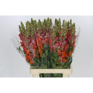 Antirrhinum Potomac Dark Orange