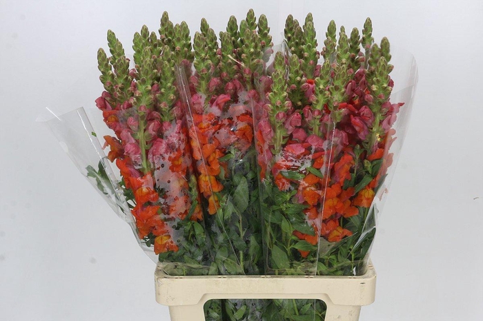 <h4>Antirrhinum Potomac Dark Orange</h4>