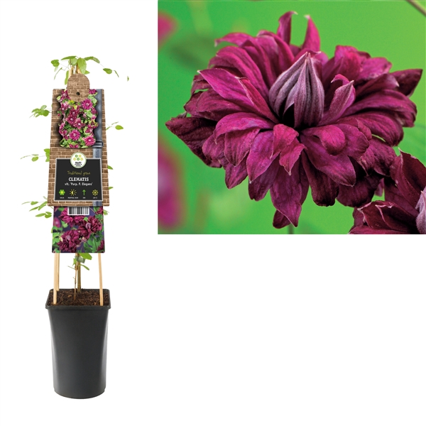 <h4>Clematis vit. 'Purp. P. Elegans' +3.0 label</h4>